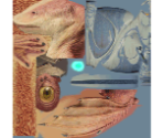 Jar Jar Binks - Star Wars: Super Bombad Racing