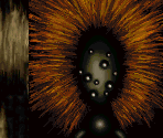 Spider (1) - Resident Evil: Director's Cut