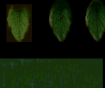 Leaves - Resident Evil: Director's Cut