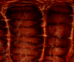 Barnacle - Half-Life