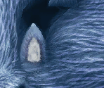 Sonic the Werehog - Sonic Unleashed