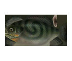 Greengill - The Legend of Zelda: Twilight Princess