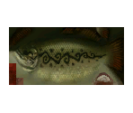 Hyrule Bass - The Legend of Zelda: Twilight Princess