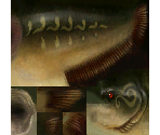 Ordon Catfish - The Legend of Zelda: Twilight Princess