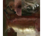 Reekfish - The Legend of Zelda: Twilight Princess