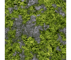 Area 1-1: Forest 1 - Phantasy Star Online