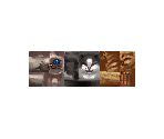 Koo, Chai and Hal - Phantasy Star 0