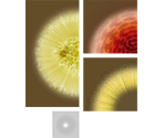 Puffstool - Pikmin