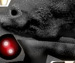 Rat - Fate