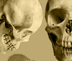 Skeleton - Fate