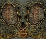 Bloatfly - Fallout 3