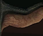 Cliff Racer - The Elder Scrolls III: Morrowind