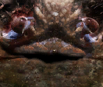 Mudcrab - The Elder Scrolls III: Morrowind