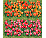 Flowers - Mario Party 8