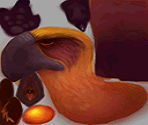 Phoenix - Tak: The Great Juju Challenge