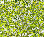 Shrubs - RollerCoaster Tycoon 3