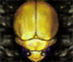 Gold Scarab (E3 2001) - Star Fox Adventures