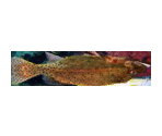 Fish (E3 2001) - Star Fox Adventures