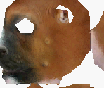 Boxer - Nintendogs