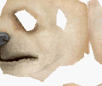 Chihuahua - Nintendogs