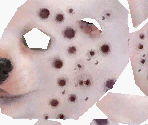 Dalmatian - Nintendogs