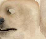 Labrador Retriever - Nintendogs