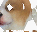 Pembroke Welsh Corgi - Nintendogs