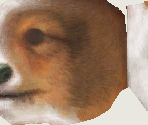 Shetland Sheepdog - Nintendogs