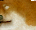 Shiba Inu - Nintendogs