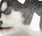 Siberian Husky - Nintendogs