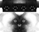 Oriental Cat - Nintendogs + Cats