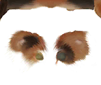Standard Cat - Nintendogs + Cats