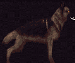 German Shepherd (Level 3) - Medal of Honor