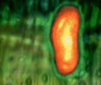 Geneworm - Half-Life