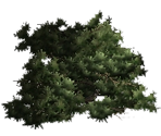 American Boxwood - Cities XL