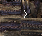 Fatalis - Monster Hunter XX (JPN)