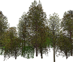 Trees - Medal of Honor: Allied Assault
