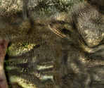 Goblin - The Elder Scrolls III: Morrowind