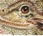 Argonian (Female) - The Elder Scrolls III: Morrowind
