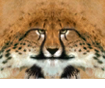 Khajiit (Male) - The Elder Scrolls III: Morrowind