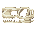 Fossils - Animal Crossing