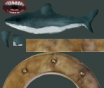 Shark - Batman