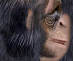 Chimpanzee - Wildlife Park 2