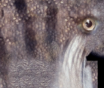 Anglerfish - Wildlife Park 2