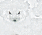 Snow Hare - Wildlife Park 2