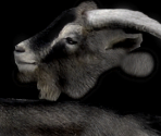 Goat (Melanism) - Wildlife Park 2