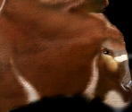 Bongo - Wildlife Park 2