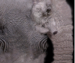 African Elephant - Wildlife Park 2