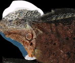 Saurian (Melanism) - Wildlife Park 2