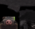 Domestic Pig (Melanism) - Wildlife Park 2